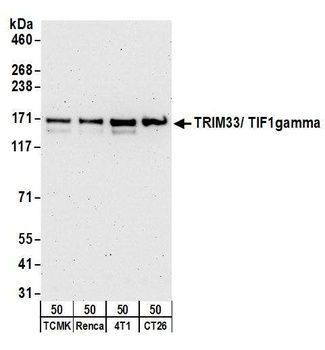 Rabbit anti-TRIM33/TIF1gamma Antibody, Affinity Purified