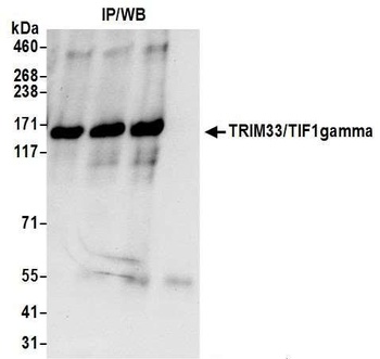Rabbit anti-TRIM33/TIF1gamma Antibody, Affinity Purified