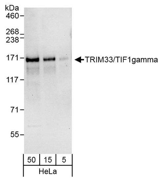 Rabbit anti-TRIM33/TIF1gamma Antibody, Affinity Purified