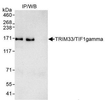 Rabbit anti-TRIM33/TIF1gamma Antibody, Affinity Purified
