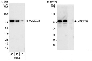 Rabbit anti-MAGED2 Antibody, Affinity Purified
