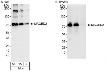 Rabbit anti-MAGED2 Antibody, Affinity Purified