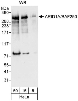 Rabbit anti-ARID1A/BAF250 Antibody, Affinity Purified