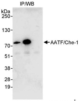Rabbit anti-AATF/Che-1 Antibody, Affinity Purified