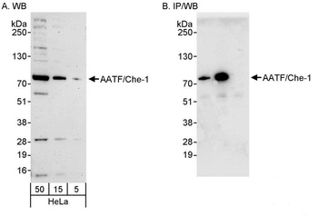 Rabbit anti-AATF/Che-1 Antibody, Affinity Purified