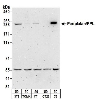 Rabbit anti-Periplakin/PPL Antibody, Affinity Purified