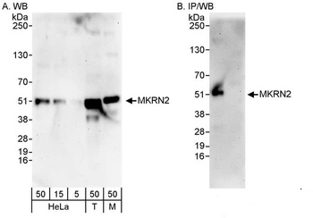 Rabbit anti-MKRN2 Antibody, Affinity Purified