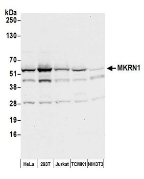Rabbit anti-MKRN1 Antibody, Affinity Purified