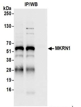 Rabbit anti-MKRN1 Antibody, Affinity Purified