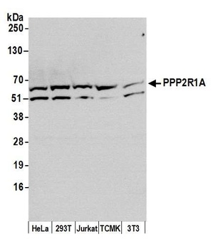 Rabbit anti-PPP2R1A Antibody, Affinity Purified