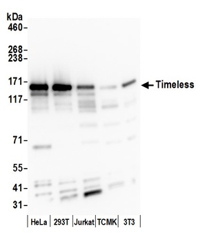 Rabbit anti-Timeless Antibody, Affinity Purified