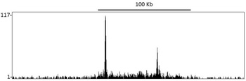 Rabbit anti-DOT1L Antibody, Affinity Purified
