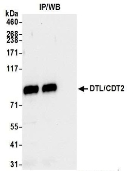 Rabbit anti-DTL/CDT2 Antibody, Affinity Purified