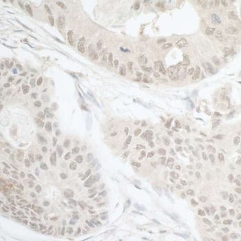 Rabbit anti-DTL/CDT2 Antibody, Affinity Purified