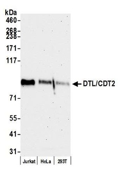Rabbit anti-DTL/CDT2 Antibody, Affinity Purified