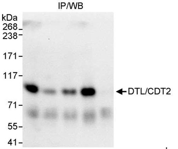Rabbit anti-DTL/CDT2 Antibody, Affinity Purified
