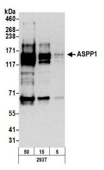 Rabbit anti-ASPP1 Antibody, Affinity Purified