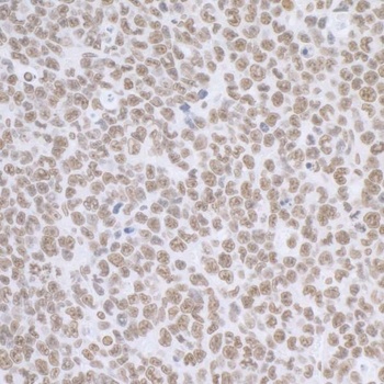Rabbit anti-BCAS2 Antibody, Affinity Purified