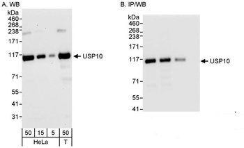 Rabbit anti-USP10 Antibody, Affinity Purified