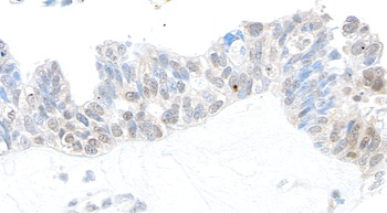 Rabbit anti-USP10 Antibody, Affinity Purified