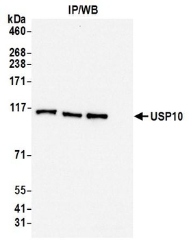 Rabbit anti-USP10 Antibody, Affinity Purified