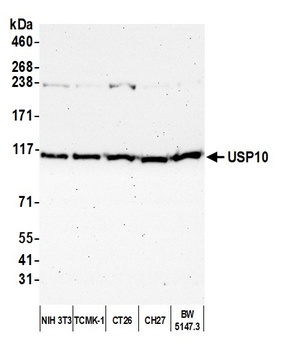 Rabbit anti-USP10 Antibody, Affinity Purified