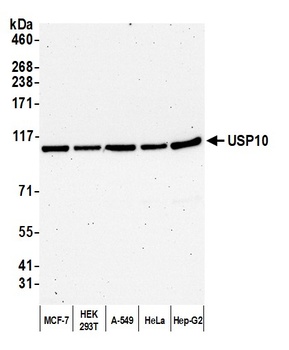 Rabbit anti-USP10 Antibody, Affinity Purified