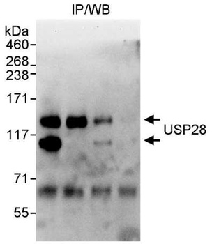 Rabbit anti-USP28 Antibody, Affinity Purified