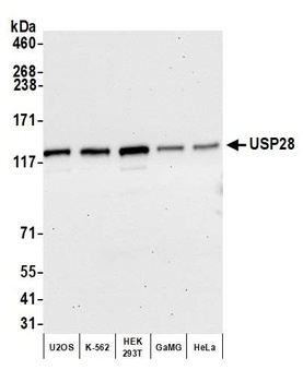 Rabbit anti-USP28 Antibody, Affinity Purified