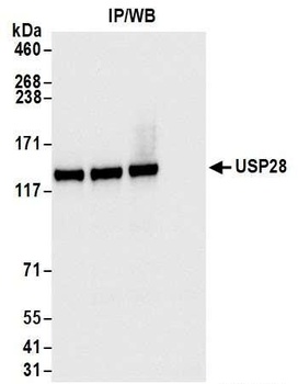 Rabbit anti-USP28 Antibody, Affinity Purified