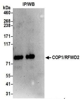 Rabbit anti-COP1/RFWD2 Antibody, Affinity Purified