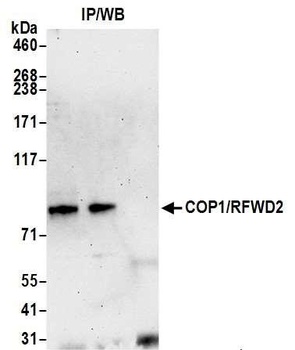 Rabbit anti-COP1/RFWD2 Antibody, Affinity Purified