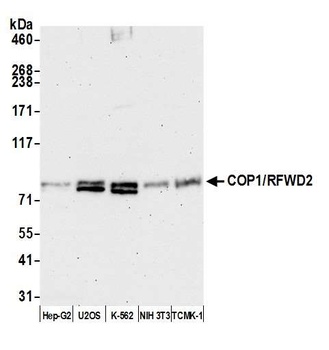 Rabbit anti-COP1/RFWD2 Antibody, Affinity Purified