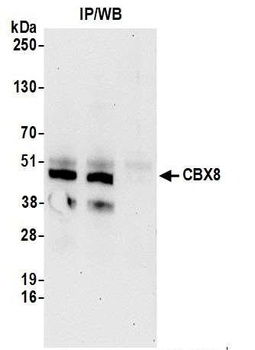 Rabbit anti-CBX8 Antibody, Affinity Purified