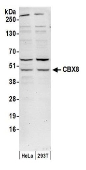 Rabbit anti-CBX8 Antibody, Affinity Purified