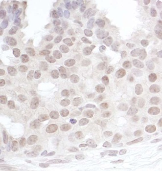 Rabbit anti-Gemin4 Antibody, Affinity Purified