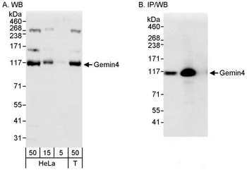 Rabbit anti-Gemin4 Antibody, Affinity Purified