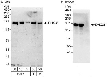 Rabbit anti-DHX38 Antibody, Affinity Purified