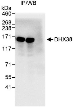 Rabbit anti-DHX38 Antibody, Affinity Purified