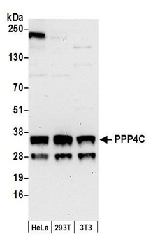 Rabbit anti-PPP4C Antibody, Affinity Purified