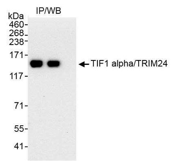 Rabbit anti-TIF1 Alpha/TRIM24 Antibody, Affinity Purified
