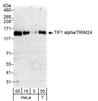 Rabbit anti-TIF1 Alpha/TRIM24 Antibody, Affinity Purified