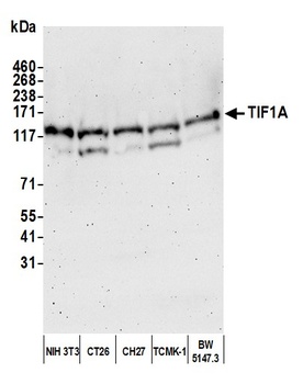 Rabbit anti-TIF1 Alpha/TRIM24 Antibody, Affinity Purified