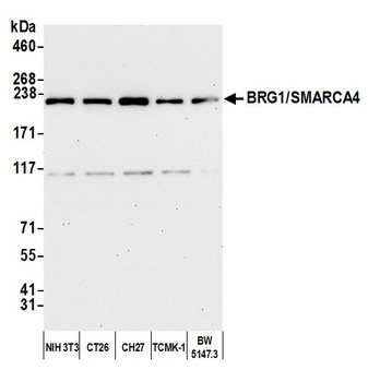 Rabbit anti-BRG1/SMARCA4 Antibody, Affinity Purified