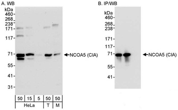 Rabbit anti-NCOA5/CIA Antibody, Affinity Purified
