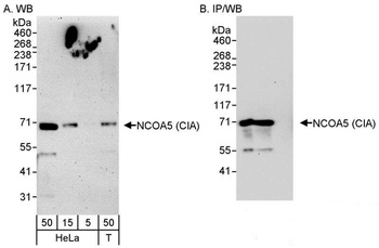 Rabbit anti-NCOA5/CIA Antibody, Affinity Purified