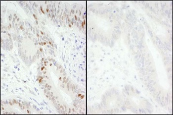 Rabbit anti-Phospho MCM2 (S40/S41) Antibody, Affinity Purified