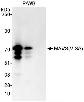 Rabbit anti-MAVS/VISA Antibody, Affinity Purified