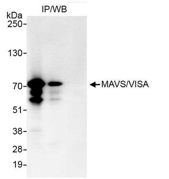 Rabbit anti-MAVS/VISA Antibody, Affinity Purified