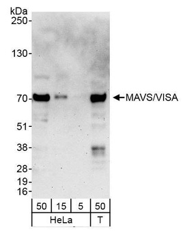 Rabbit anti-MAVS/VISA Antibody, Affinity Purified